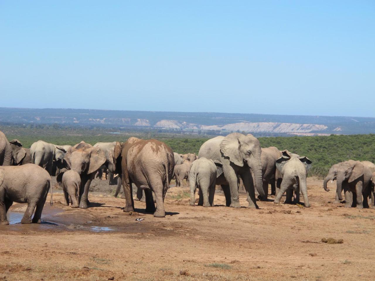 Villa Halstead Farm Port Elizabeth Esterno foto